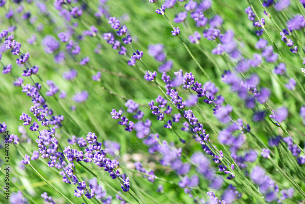 Obraz premium Blossoming lavender field, meadow at sunrise, springs blossoms for bees collecting nectar and pollinating new flowers. Beautiful summer morning or evening purple background. 