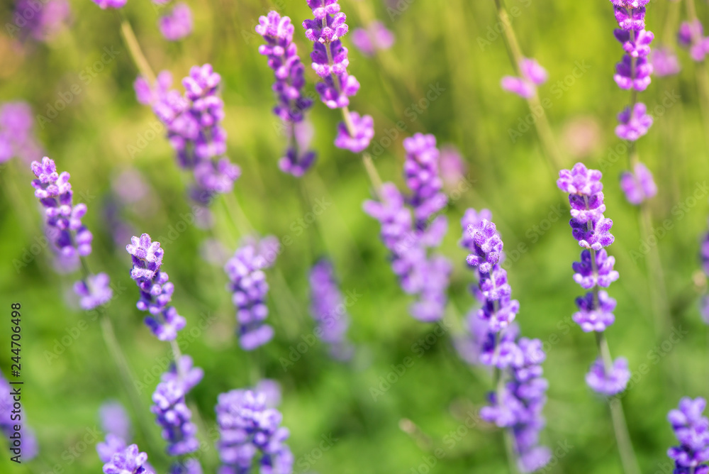 Obraz premium Blossoming lavender field, meadow at sunrise, springs blossoms for bees collecting nectar and pollinating new flowers. Beautiful summer morning or evening purple background.