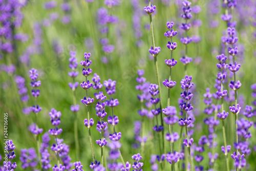 Blossoming lavender field  meadow at sunrise  springs blossoms for bees collecting nectar and pollinating new flowers. Beautiful summer morning or evening purple background.  