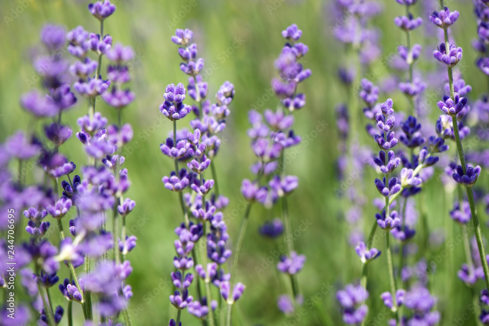 Fototapeta premium Blossoming lavender field, meadow at sunrise, springs blossoms for bees collecting nectar and pollinating new flowers. Beautiful summer morning or evening purple background.
