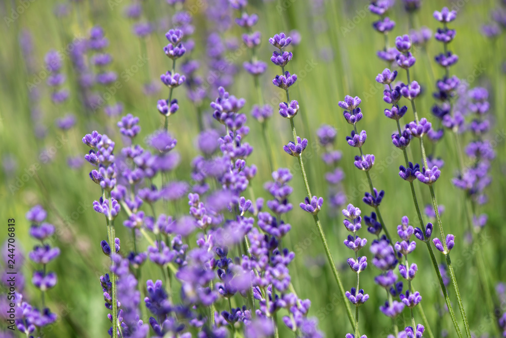 Obraz premium Blossoming lavender field, meadow at sunrise, springs blossoms for bees collecting nectar and pollinating new flowers. Beautiful summer morning or evening purple background. 