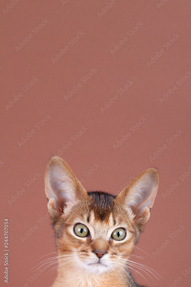 Obraz premium An little abyssinian ruddy cat, kitty