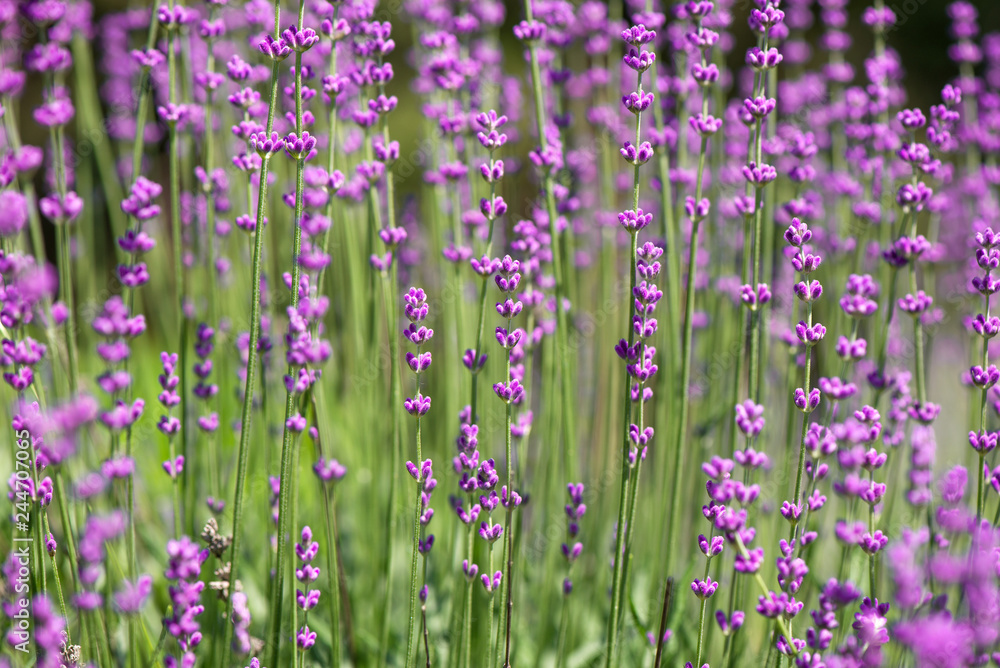 Blossoming lavender field, meadow at sunrise, springs blossoms for bees collecting nectar and pollinating new flowers. Beautiful summer morning or evening purple background. Blossoming lavender field, meadow at sunrise, springs blossoms for bees collecting nectar and pollinating new flowers. Beautiful summer morning or evening purple background.