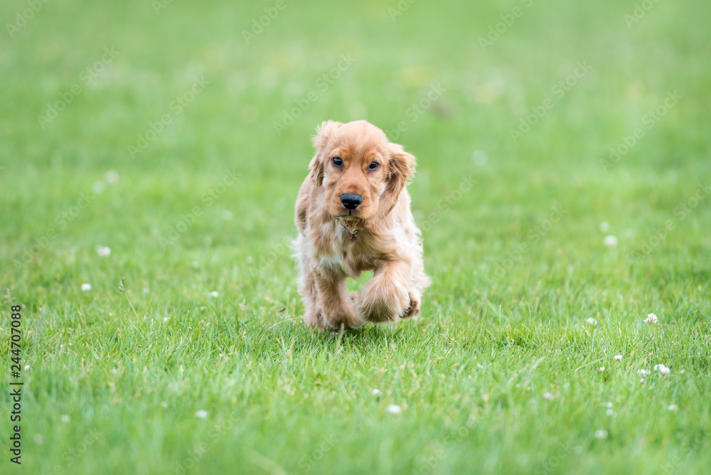 3 month old cocker spaniel playing on a grass field 3 month old cocker spaniel playing on a grass field