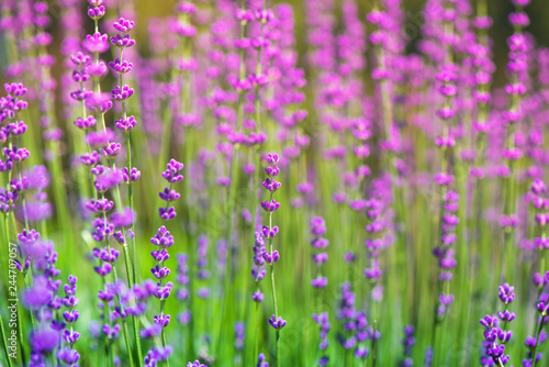 Blossoming lavender field, meadow at sunrise, springs blossoms for bees collecting nectar and pollinating new flowers. Beautiful summer morning or evening purple background. 