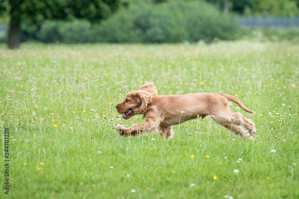 3 month old cocker spaniel playing on a grass field 3 month old cocker spaniel playing on a grass field