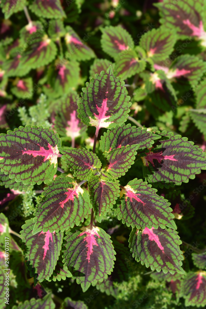 Painted nettle Painted nettle
