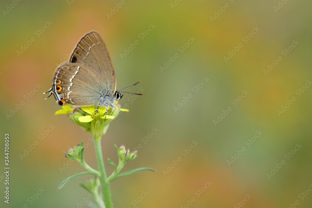 Satyrium abdominalis Satyrium abdominalis