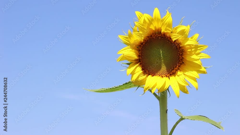 Close-up of sunflower field with cloudy blue sky Close-up of sunflower field with cloudy blue sky