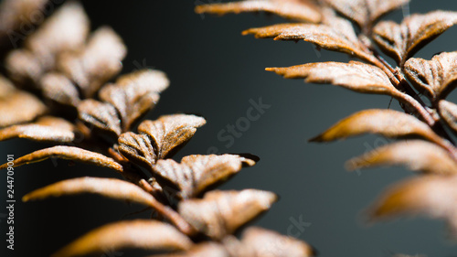 Close-up macro photo of dry brown fern leaves isolated against grey background