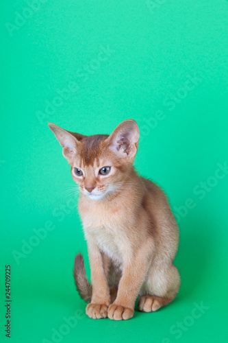 An little abyssinian sorrel cat  kitty