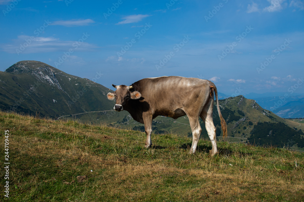 cow on a field in the Alps