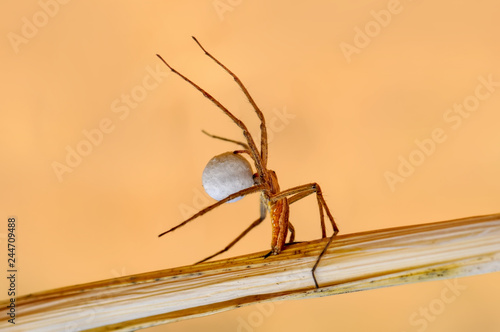 Beautiful spider on a spider web- Stock Image 