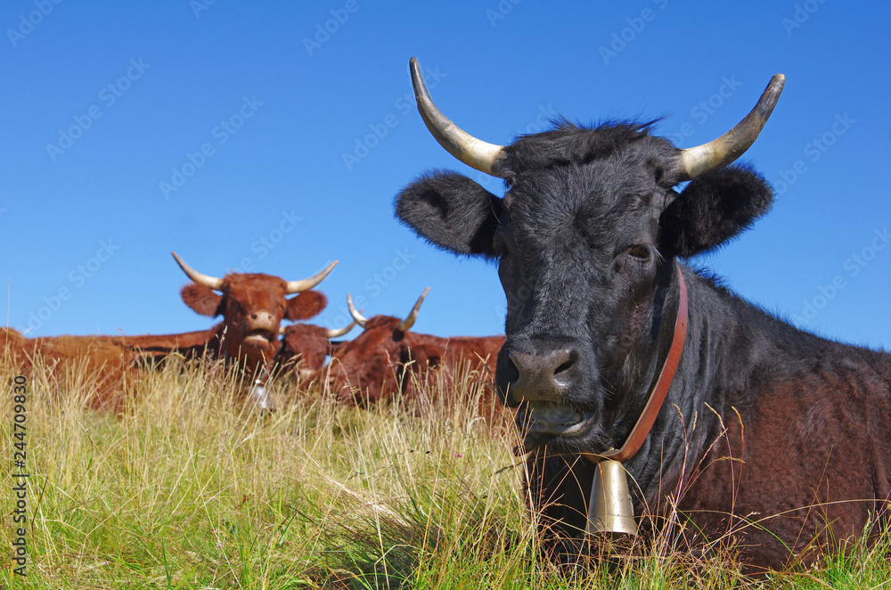 Vache noire avec sa cloche au premier plan et derrière un troupeau de vache  Salers. Cantal, Auvergne, France foto de Stock | Adobe Stock