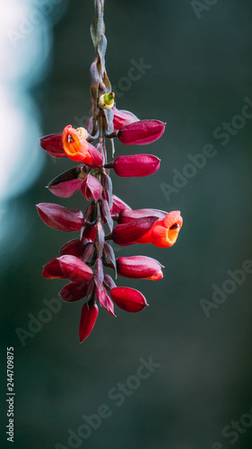 Thunbergia coccinea flower, tropical vine with unusual red to orange hanging racemes- very desirable. photo