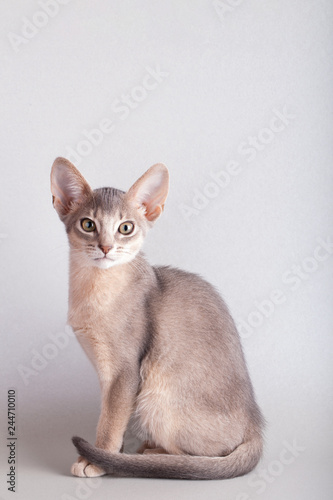 An little male abyssinian ruddy cat, kitty