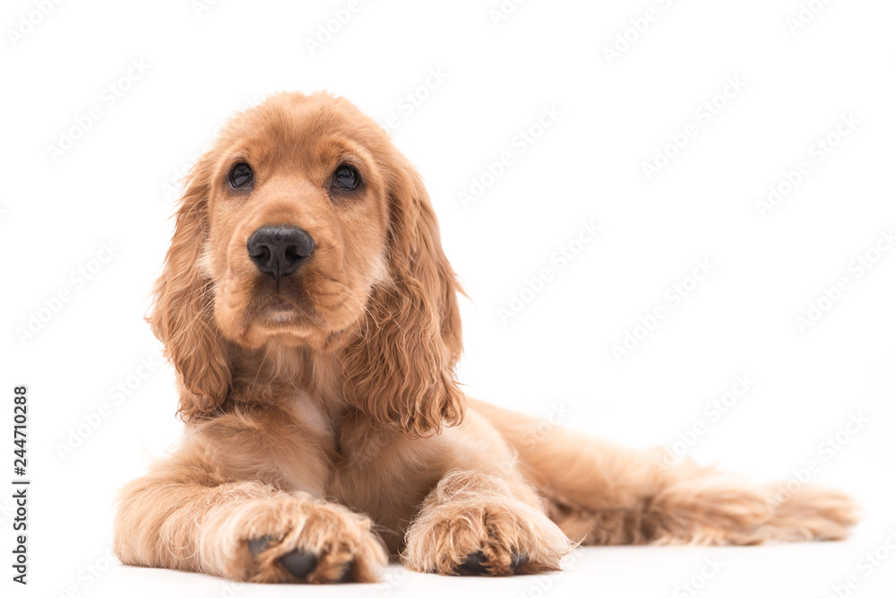 3 month old cocker spaniel puppy isolated on white background