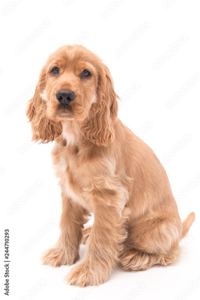 3 month old cocker spaniel puppy isolated on white background 3 month old cocker spaniel puppy isolated on white background