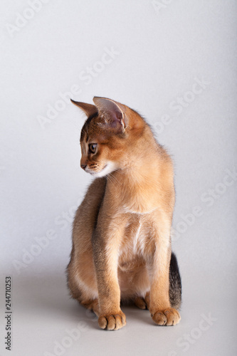 An little  abyssinian ruddy cat, kitty © fotogeng