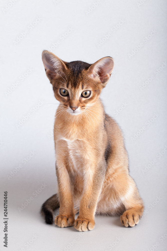 An little abyssinian ruddy cat, kitty An little abyssinian ruddy cat, kitty
