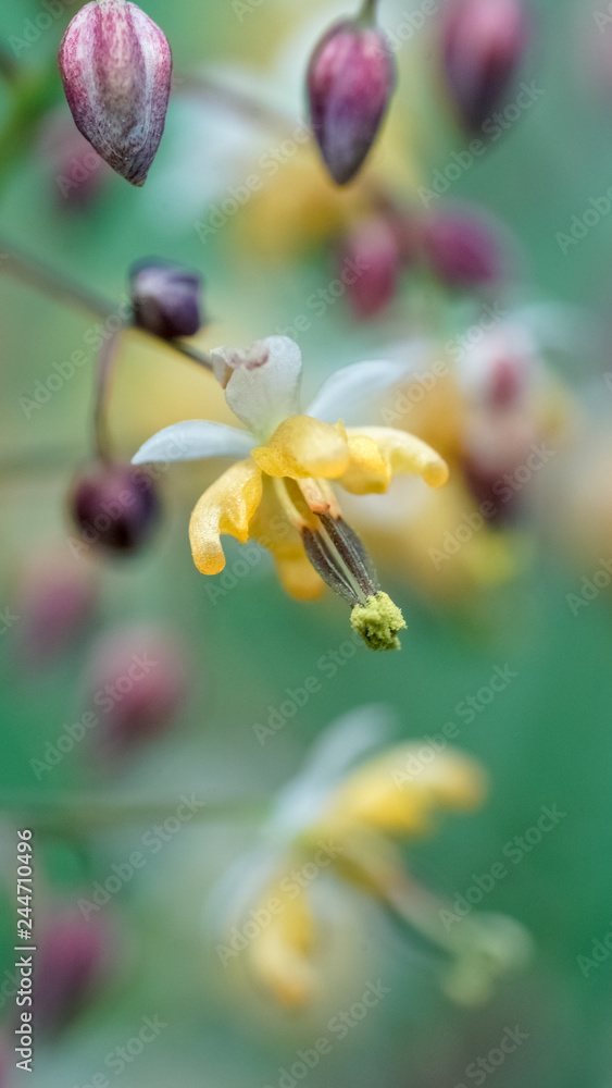 Epimedium sagittatum, also known as barrenwort, bishop's hat, fairy wings, horny goat weed, or yin yang huo, is a kind of traditional chinese herb. Epimedium sagittatum, also known as barrenwort, bishop's hat, fairy wings, horny goat weed, or yin yang huo, is a kind of traditional chinese herb.