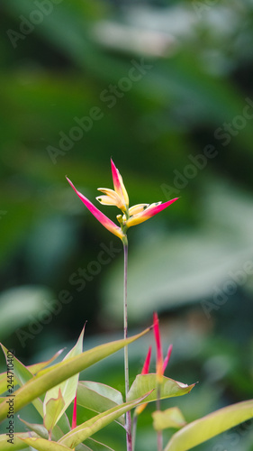 Heliconia, common names include lobster-claws, toucan peak, wild plantains or false bird-of-paradise. 