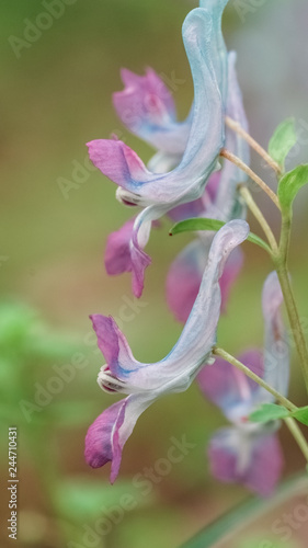 Flower of Corydalis yanhusuo, which is an important therapeutic agent in traditional Chinese medicine