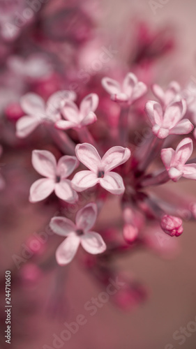 Pink Lilac flower background.