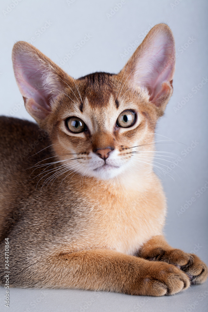 An little  abyssinian ruddy cat, kitty