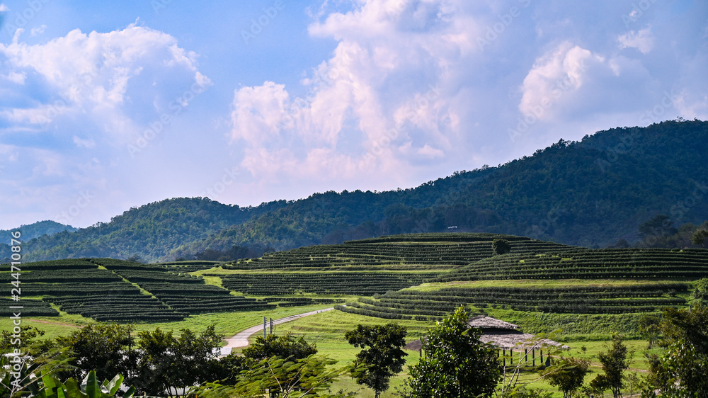 Fototapeta premium Tea plantations in Chieng rai, Thailand.