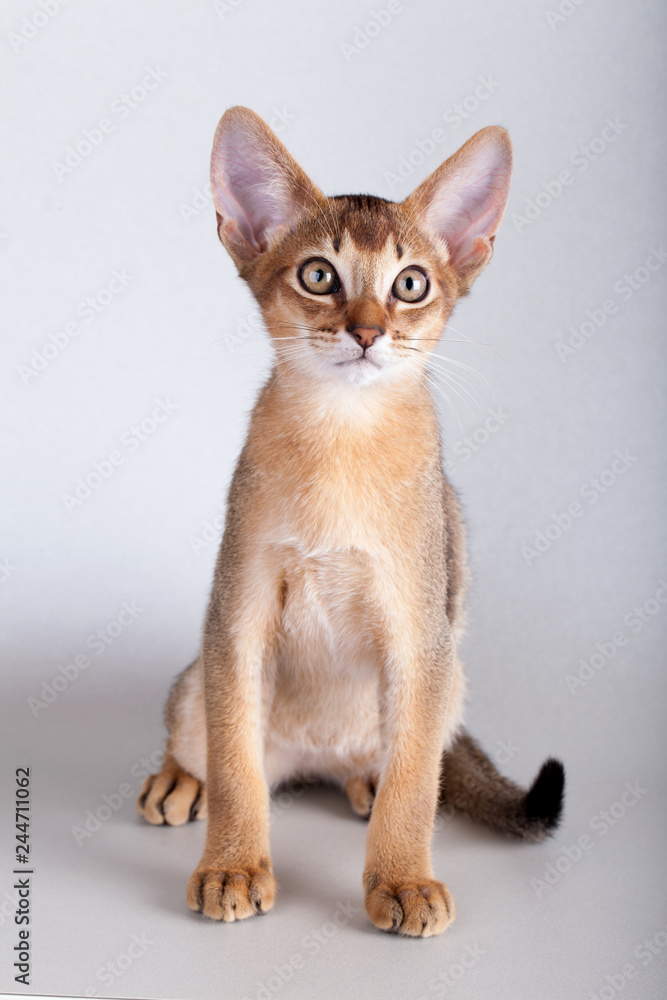 An little  abyssinian ruddy cat, kitty