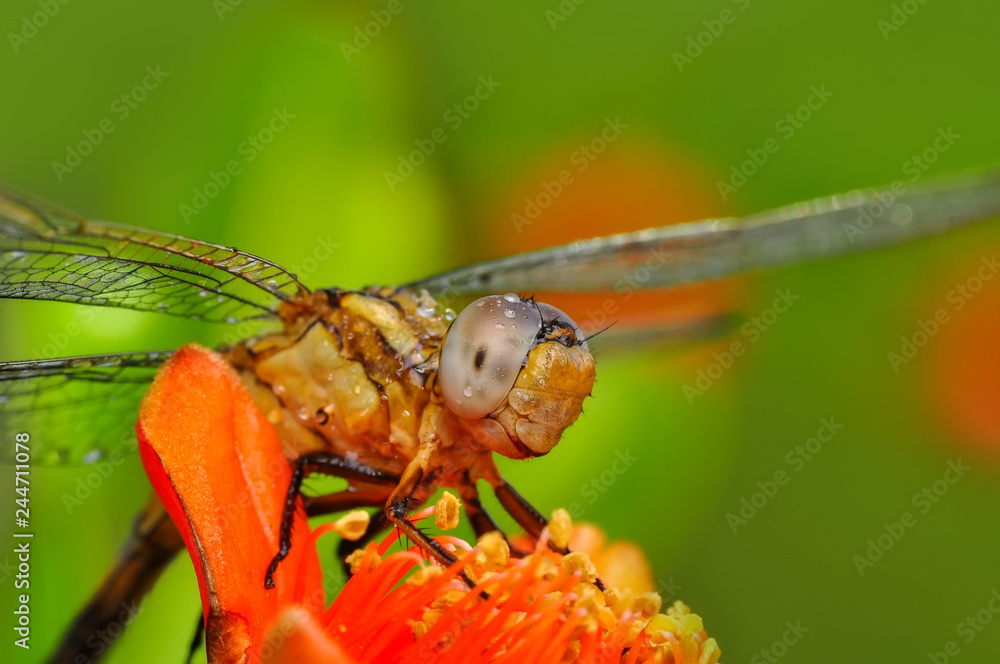 Fototapeta premium Macro shots, Beautiful nature scene dragonfly. 