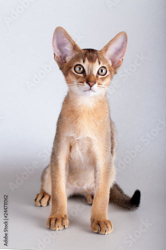 An little  abyssinian ruddy cat, kitty © fotogeng