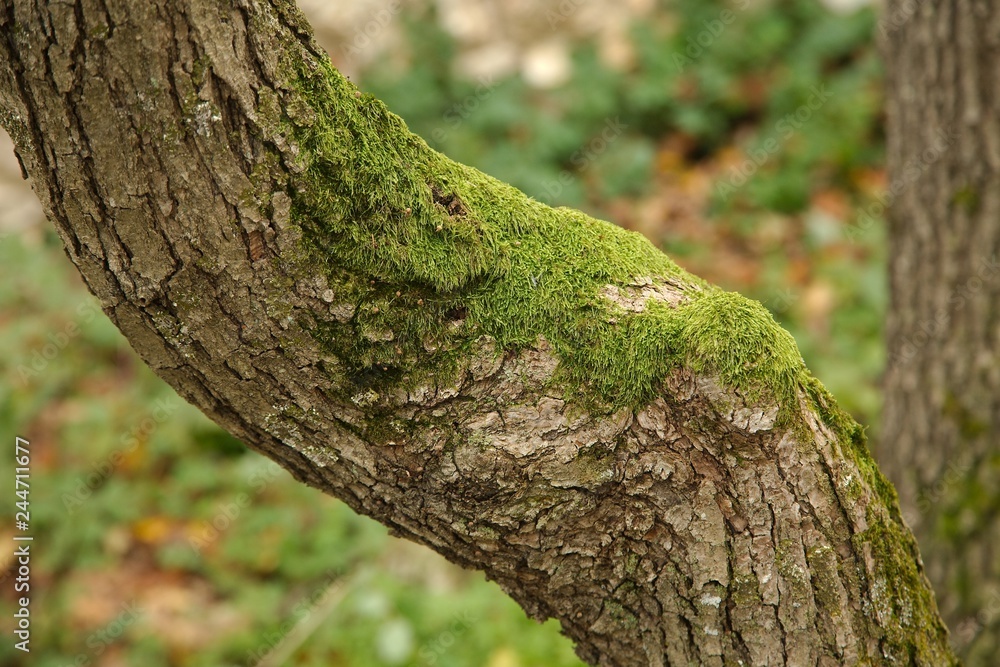 Obraz premium Tree Trunk Closeup