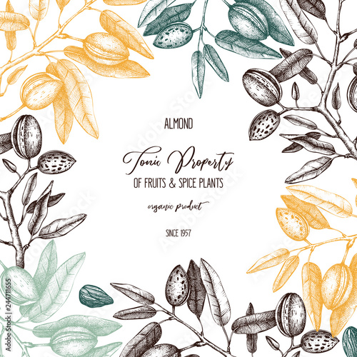 Vector Almond background. Hand drawn  nut tree sketch. Botanical design template. Vintage tonic plant drawing