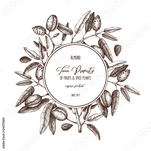 Vector Almond background. Hand drawn  nut tree sketch. Botanical design template. Vintage tonic plant drawing