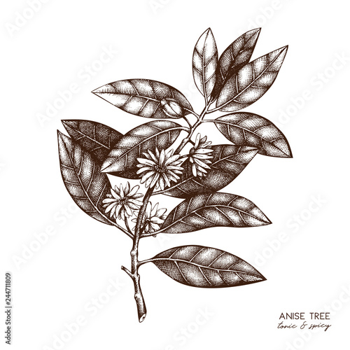 Botanical illustration of anisetree in flowers and leaves. Vector hand drawn sketch of badyan, star anise. Aromatic elements collection