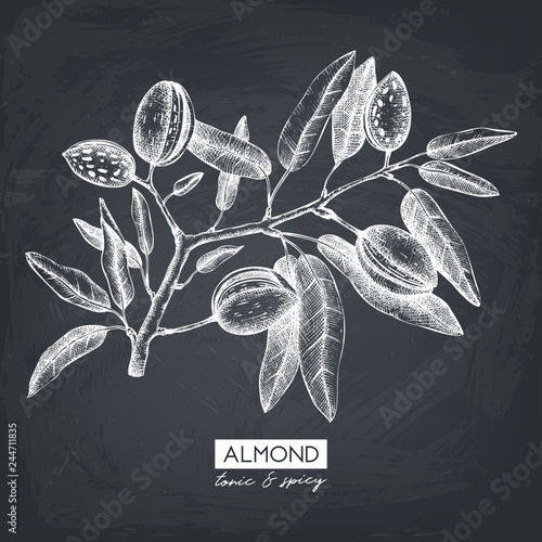 Vector Almond illustration. Hand drawn  nut tree sketch. Botanical design template. Vintage tonic plant drawing