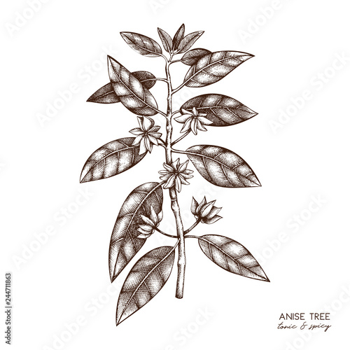 Botanical illustration of anisetree in flowers and leaves. Vector hand drawn sketch of badyan, star anise. Aromatic elements collection