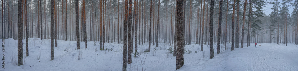 Panorama of pine forest in the snowfall Panorama of pine forest in the snowfall