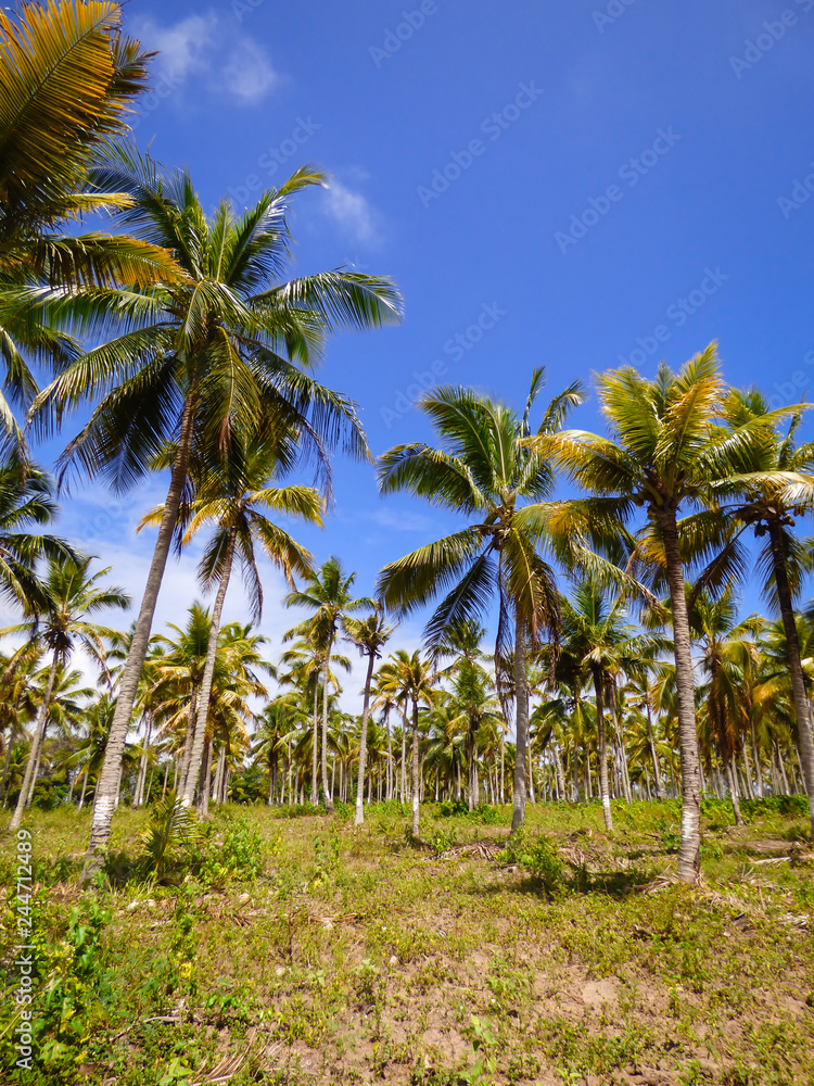 Coconut tree plantation on Itamaraca island - Pernambuco, Brazil