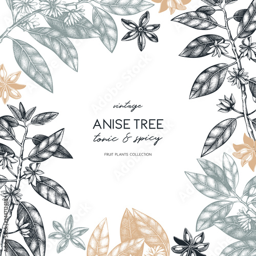 Vintage design with hand drawn badiane tree leaves, flowers and seeds. Vector frame with true anise tree. Aromatic elements illustration.