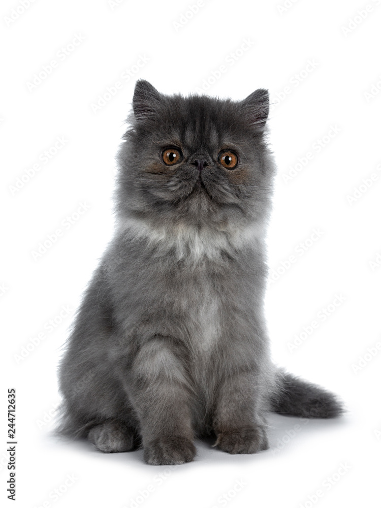 Cute black smoke Persian cat kitten, sitting up facing front Looking ...