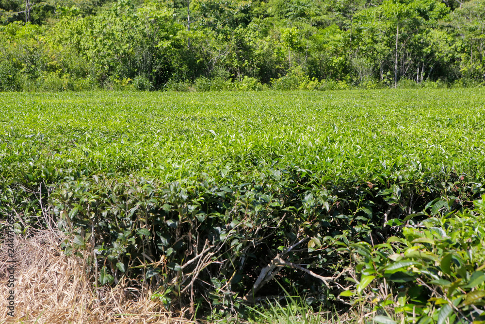 Tea farm in The Daintree in Tropical North Queensland, Australia