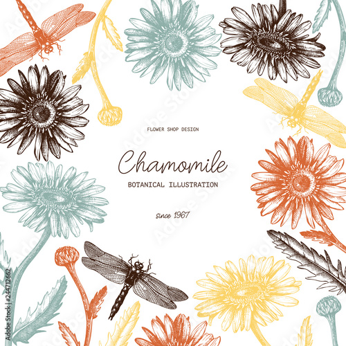 Vector frame with hand drawn chamomile flowers and dragonly sketches. Vintage card or invitation design. Botanical illustration of medicinal plant on white background.
