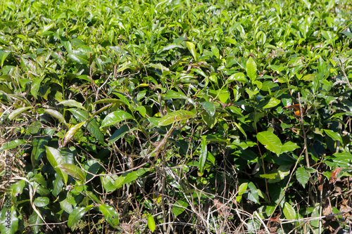 Closeup of tea plant growing in The Daintree in Queensland  Australia