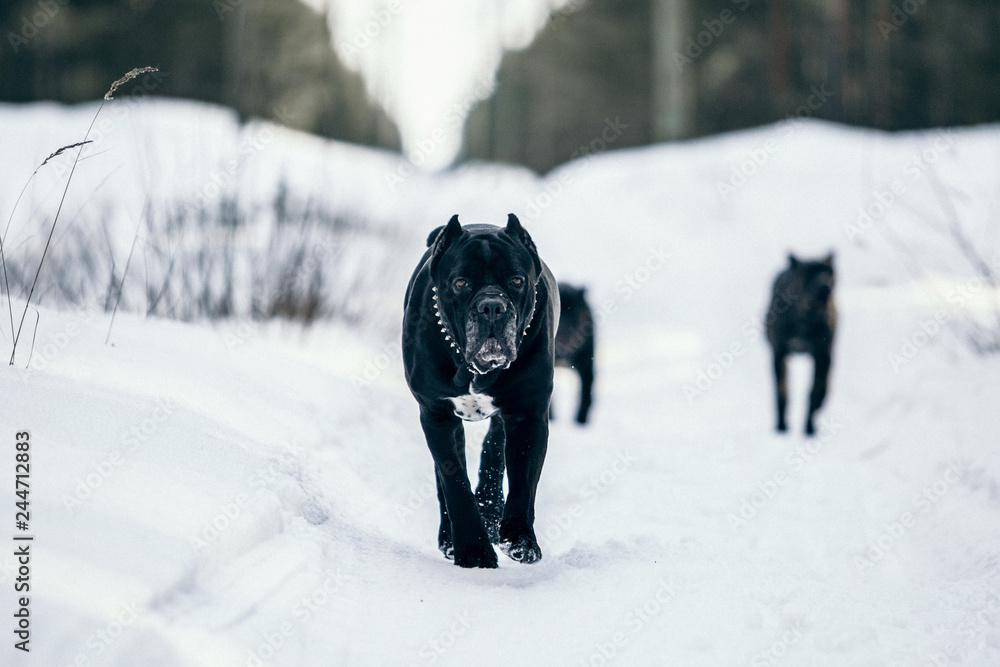 Cane corso Italian mastiff is running at snow Stock Photo Adobe