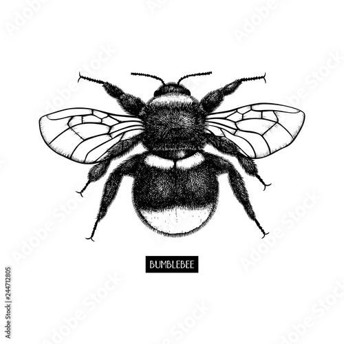 Vector drawing of Bumlebee. Hand drawn insect sketch isolated on white. Engraving style bumble bee illustrations.
