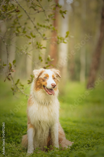 dog portrait © ofir