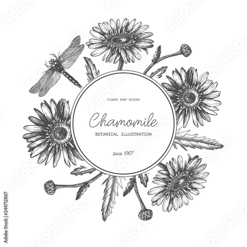 Vintage card or invitation design in the round. With hand drawn and high detailed chamomile flowers and dragonflies sketches. Floral frame for wedding decoration. Vector template on chalkboard.